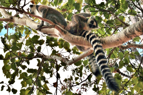 Camp Catta Lemurs